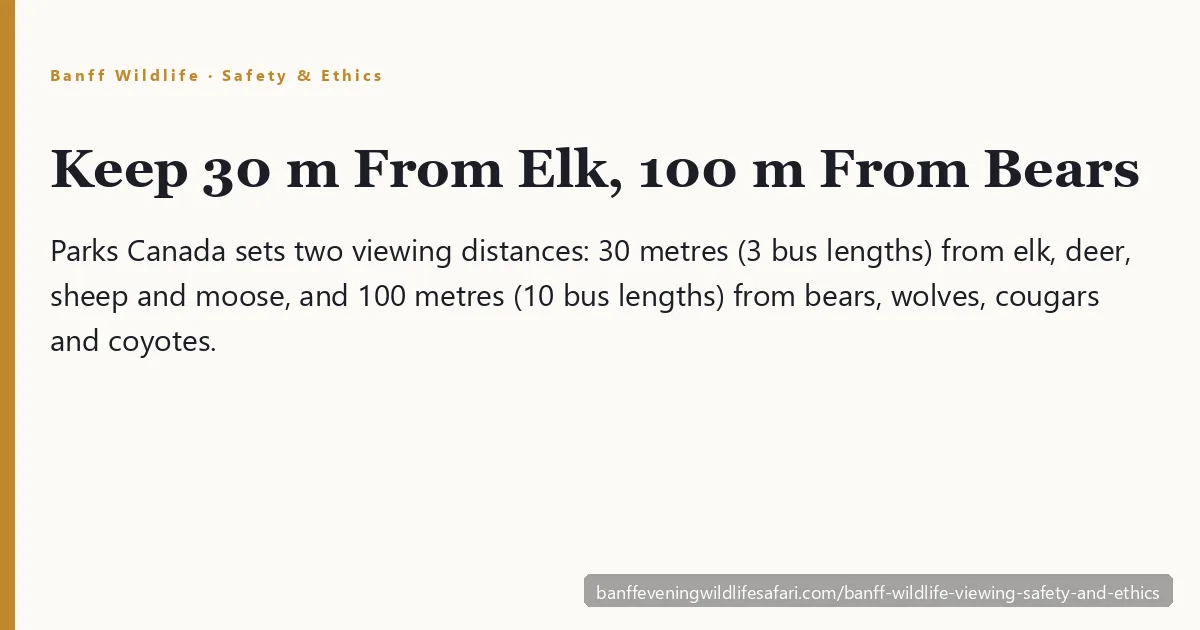Banff wildlife viewing safety and ethics — a bull elk beside a road in Banff National Park with vehicles keeping a safe distance